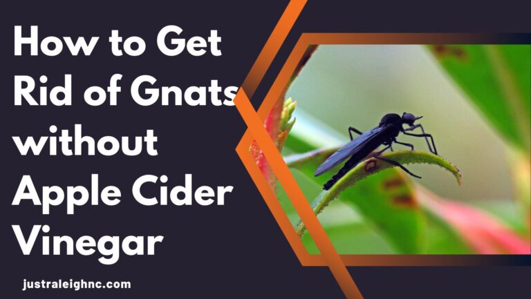 How to Get Rid of Gnats without Apple Cider Vinegar